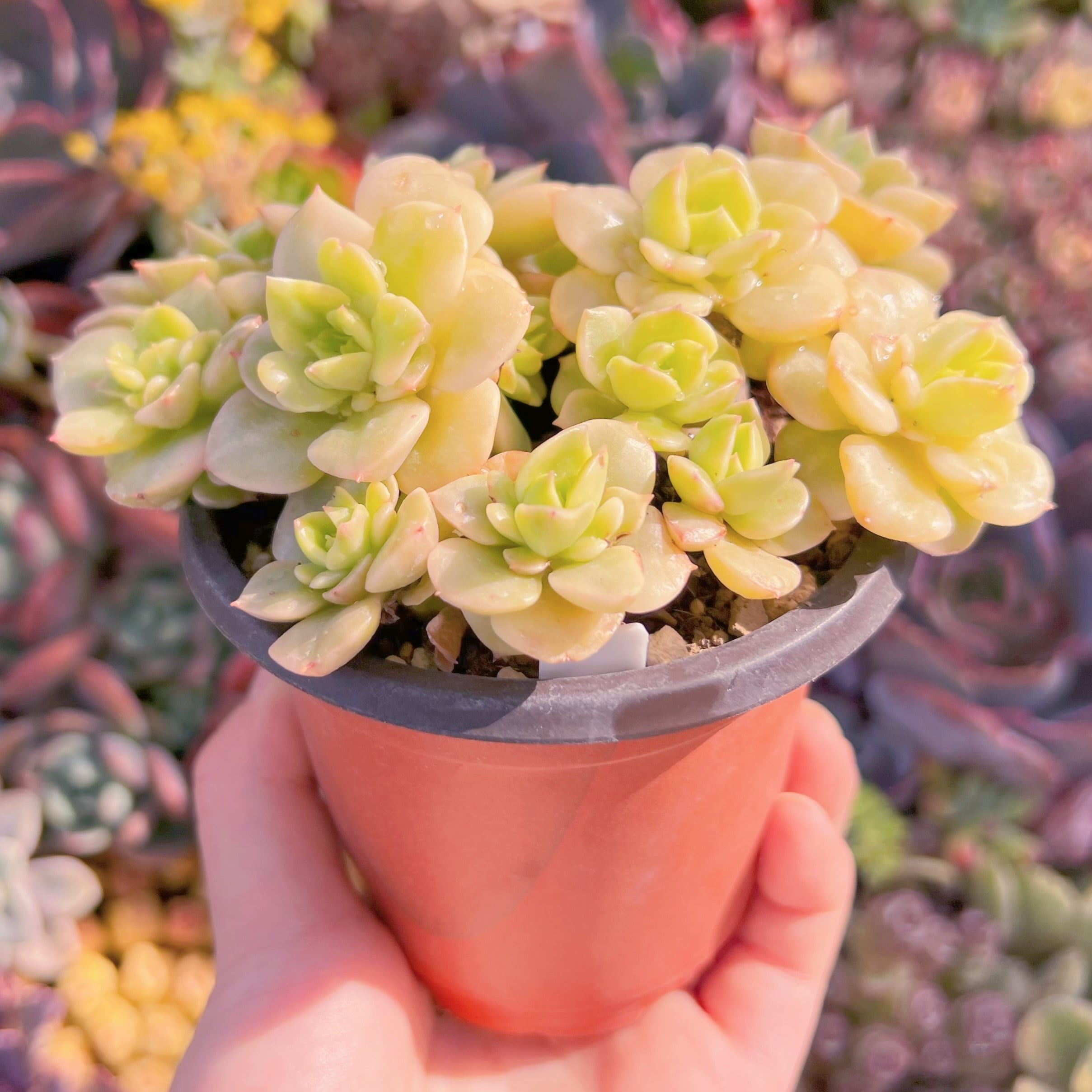 現品 ヌダ錦#611 古株 るる農園 | るる農園~多肉植物専門