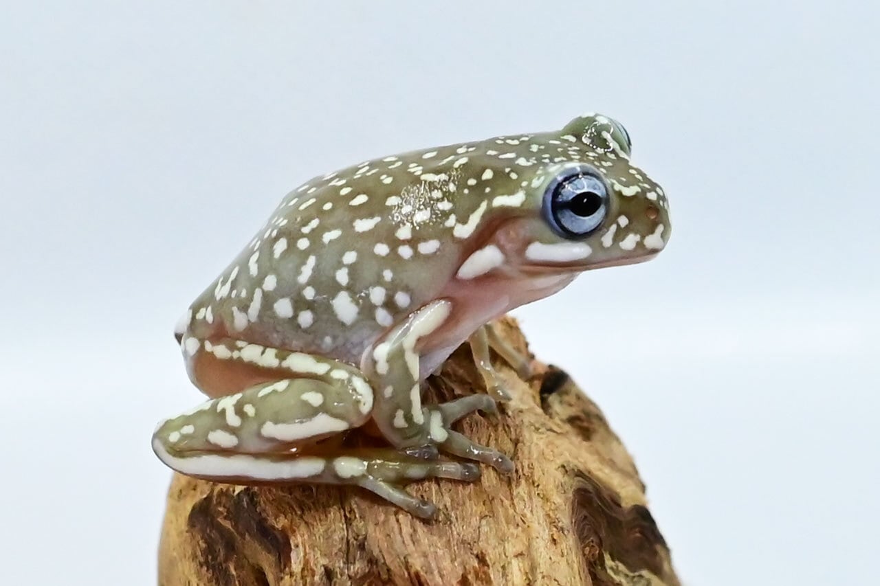 イエアメガエル ブルーアイ&スーパースノーフレーク セミヤング 1匹