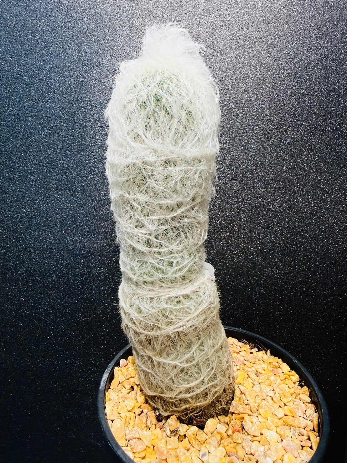 柱サボテン・エスポストアラナータ 老楽 Espostoa lanata | 観葉植物と