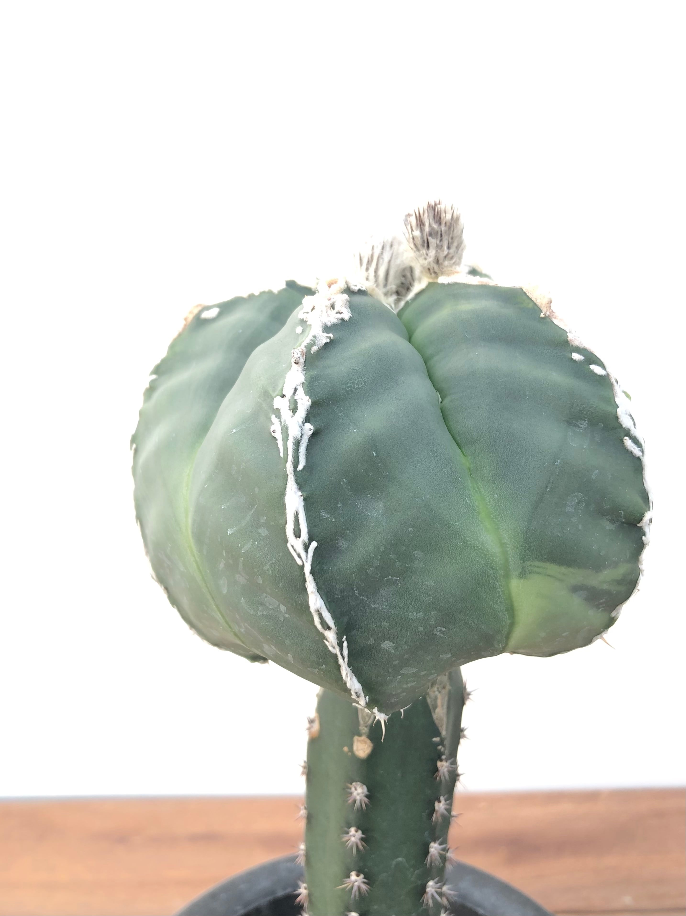 Astrophytum アストロフィツム ランポー玉 斑入り サボテン | plants