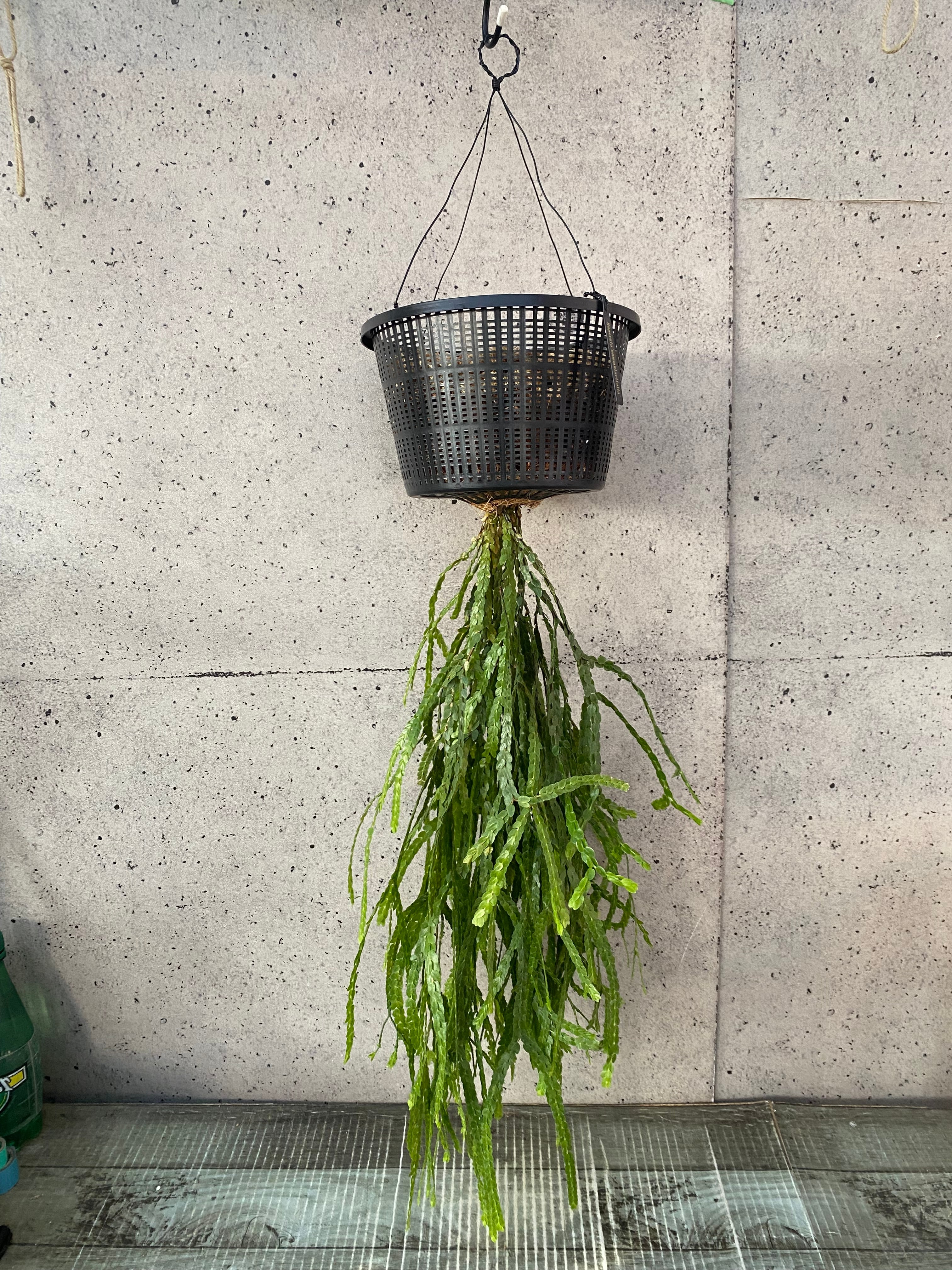 値下げ中！大株です！逆さポット植え。フペルジア『Nummularifolia』 値下げ中です！大株です！逆さポット植え！フペルジア『Nummularifolia