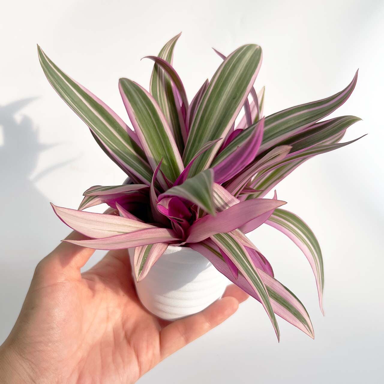 現品販売 ムラサキオモト 3号 一点のみ Inakougei イナコウゲイ 観葉植物 鉢 多肉 猫用品