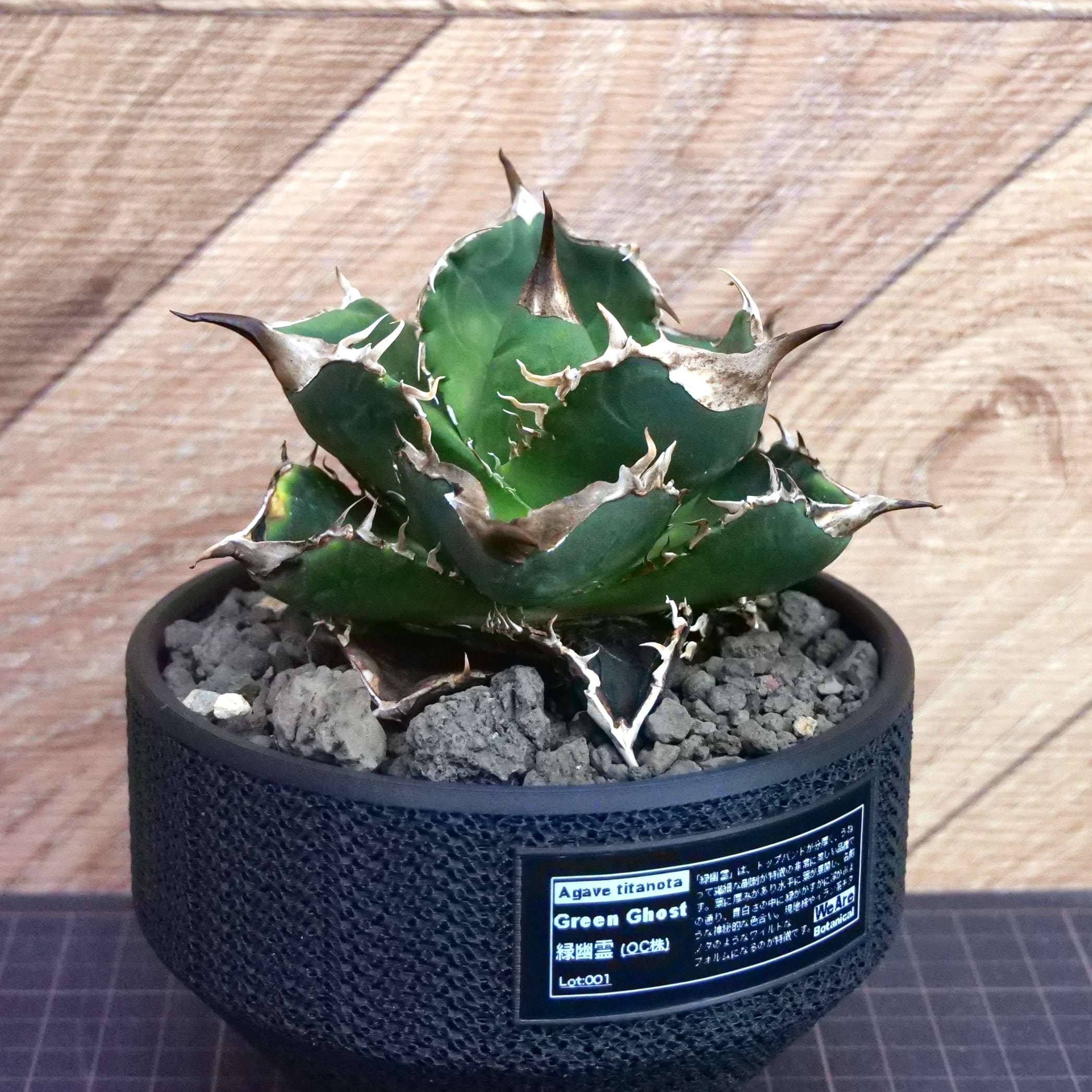 Agave Titanota 緑幽霊 (Green Ghost) アガベ チタノタ / 中株(4号鉢