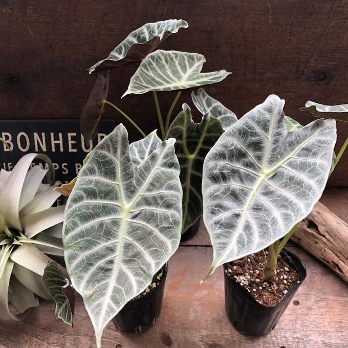 ワトソニアライトニング 即完売 アロカシア 観葉植物 | 植物の店ベリー