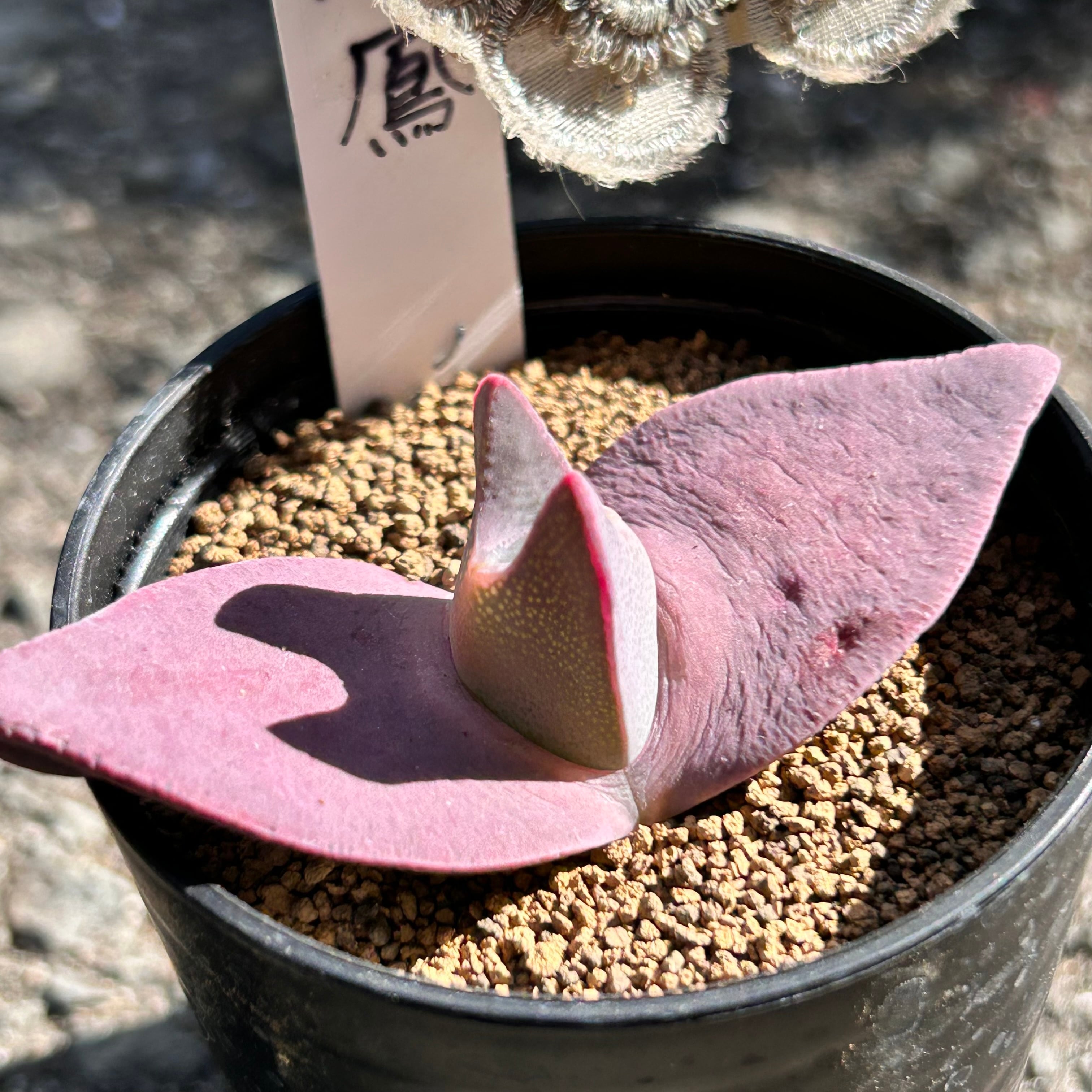 T)翔鳳 | RuPo 多肉植物専門店