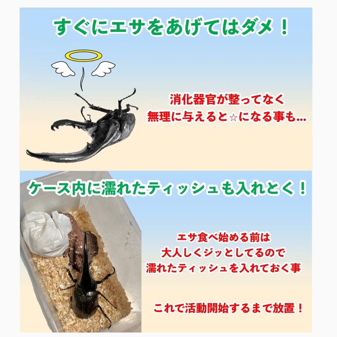 ヘラクレス ヘラクレスオオカブト 成虫 (♂)オス 単品 150㎜ UP | Pay ID