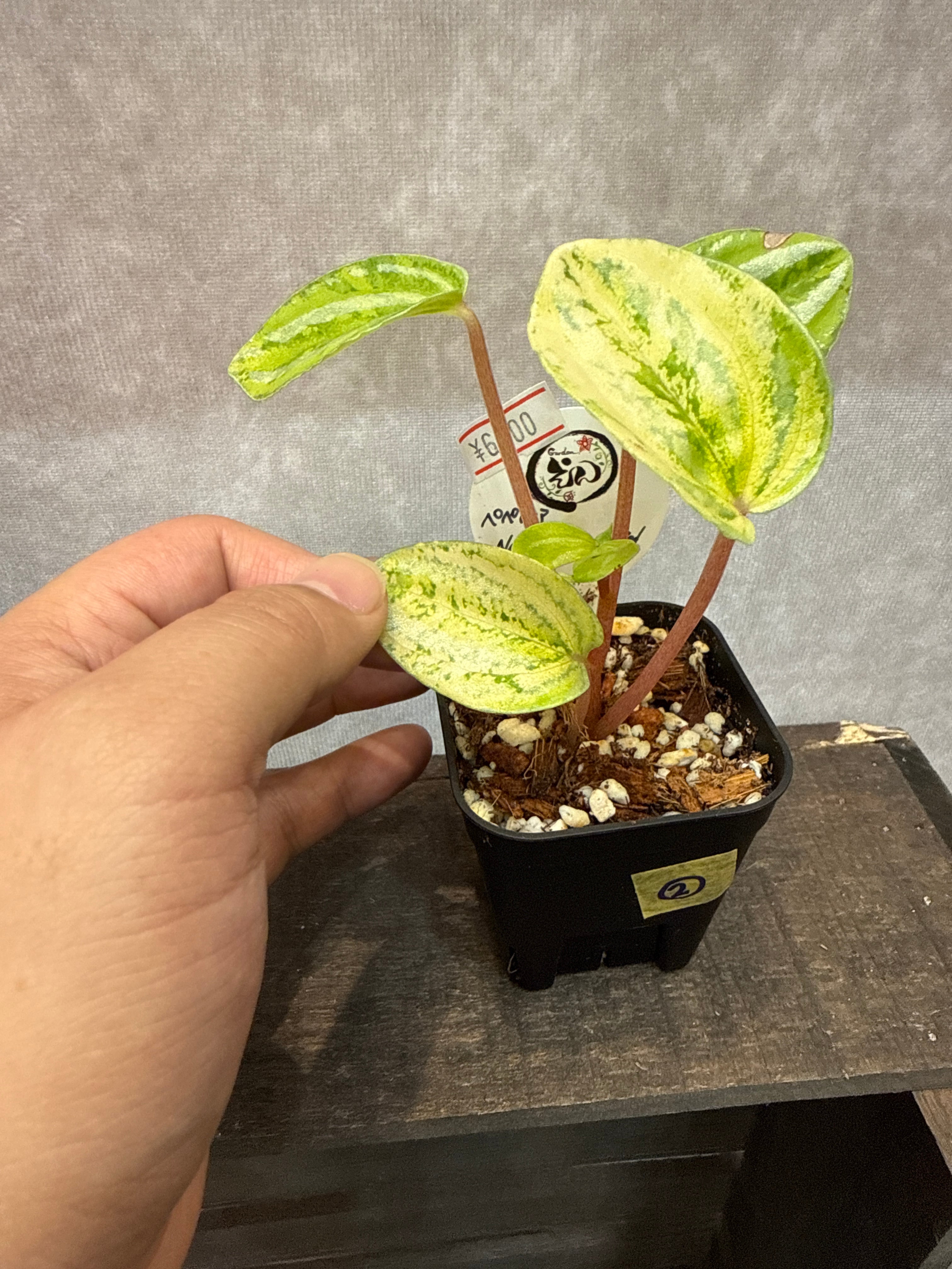 ② Peperomia 'water melon ' Neon variegated / ペペロミア スイカ