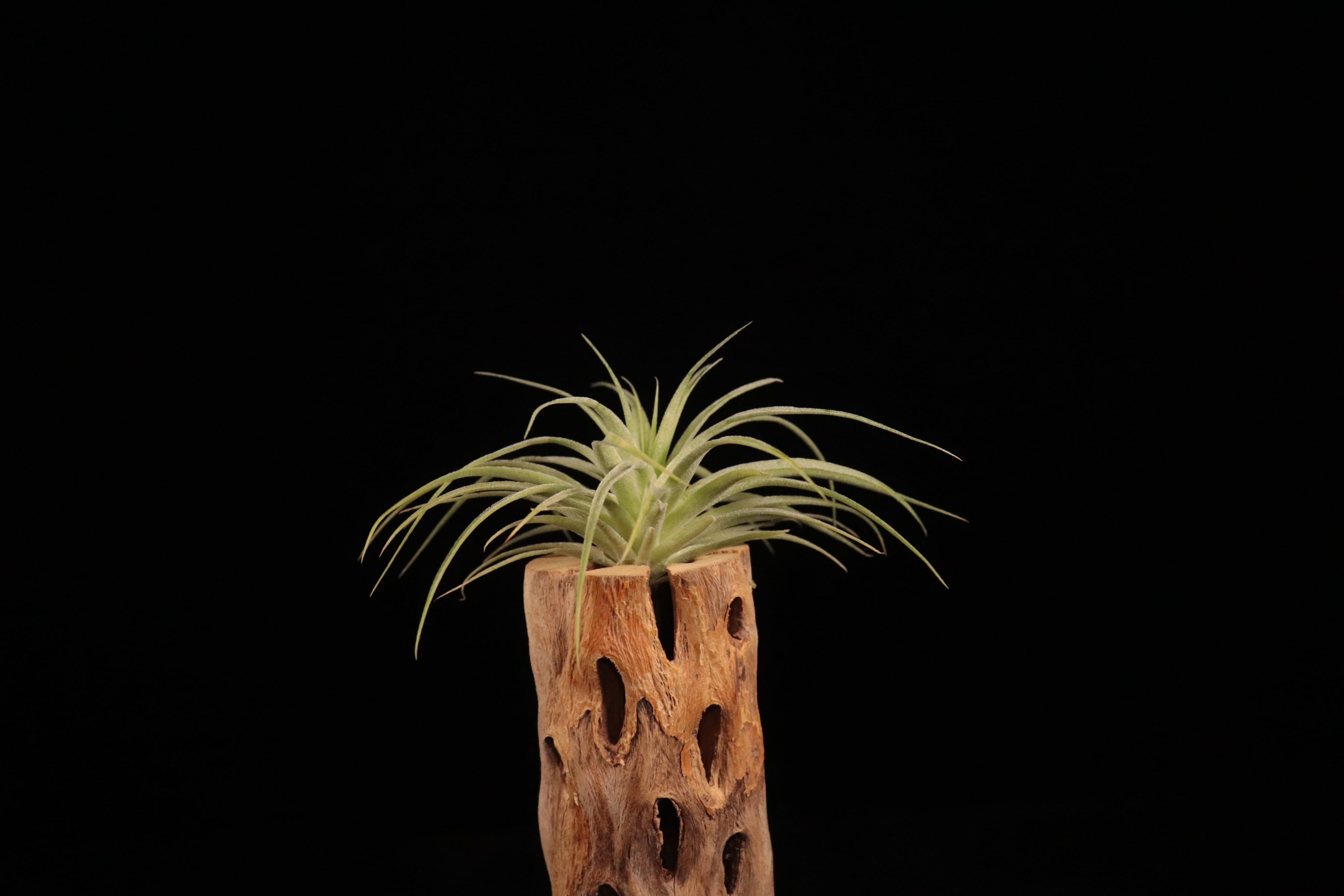 送料無料】geminiflora〔エアプランツ〕現品発送T4683 | plane plants