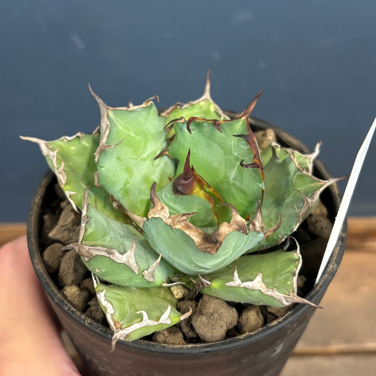 アガベ チタノタ 姫厳竜【923】