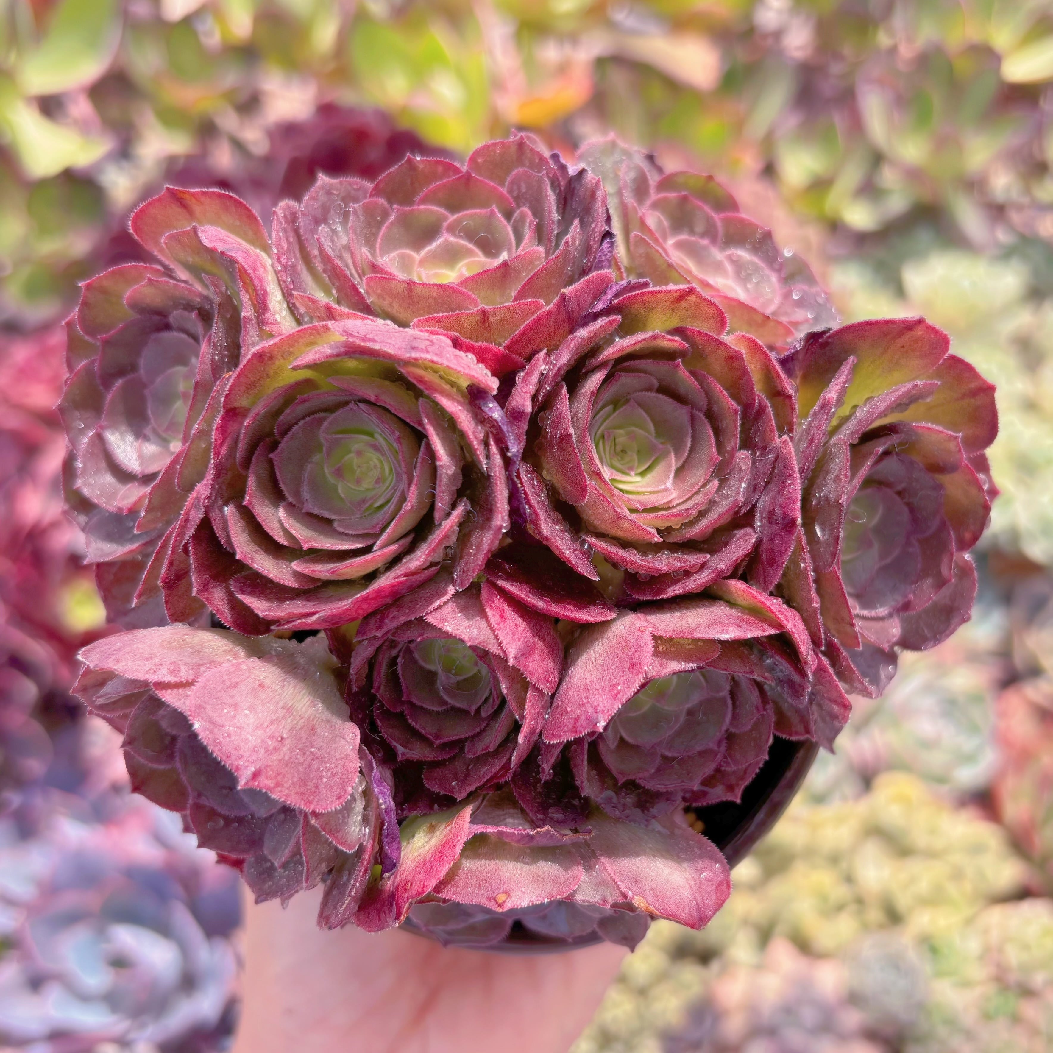 現品　ハロウィン#029　群生　新入荷　るる農園