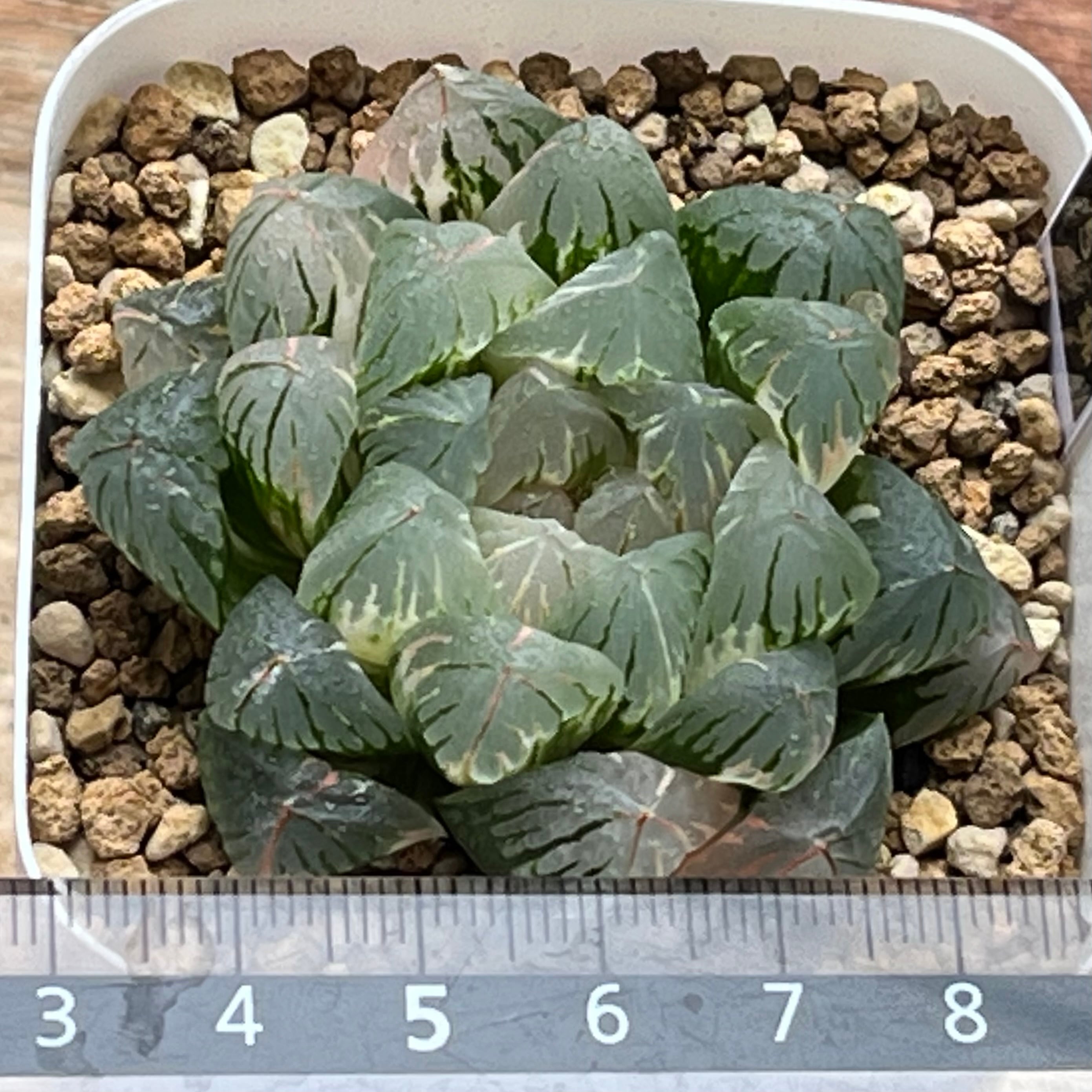 ハオルチア オブツーサ錦 萩原No.5 | mocono_plants