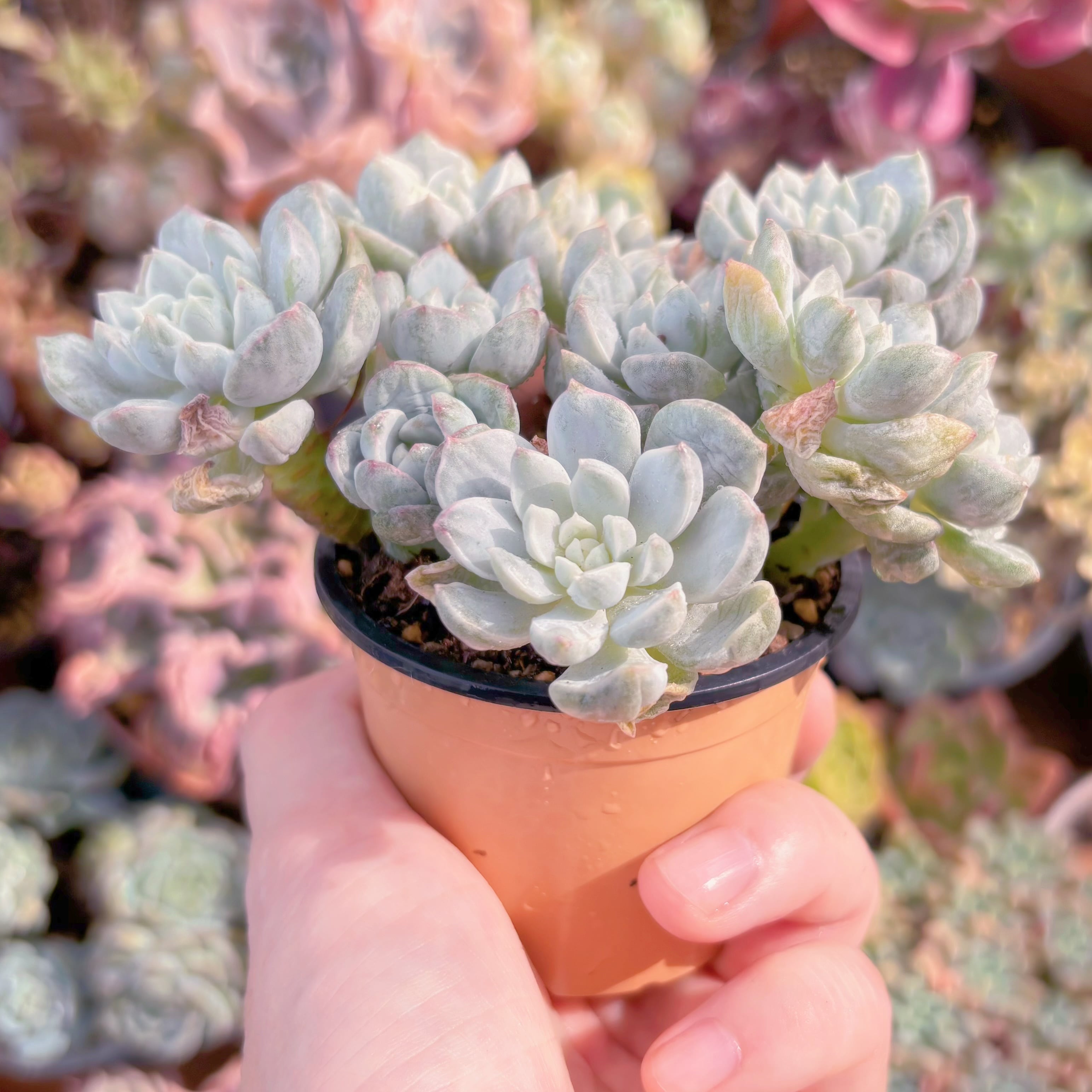 多肉植物 バニラビス錦(石化) 新入荷 るる農園 | るる農園~多肉植物専門