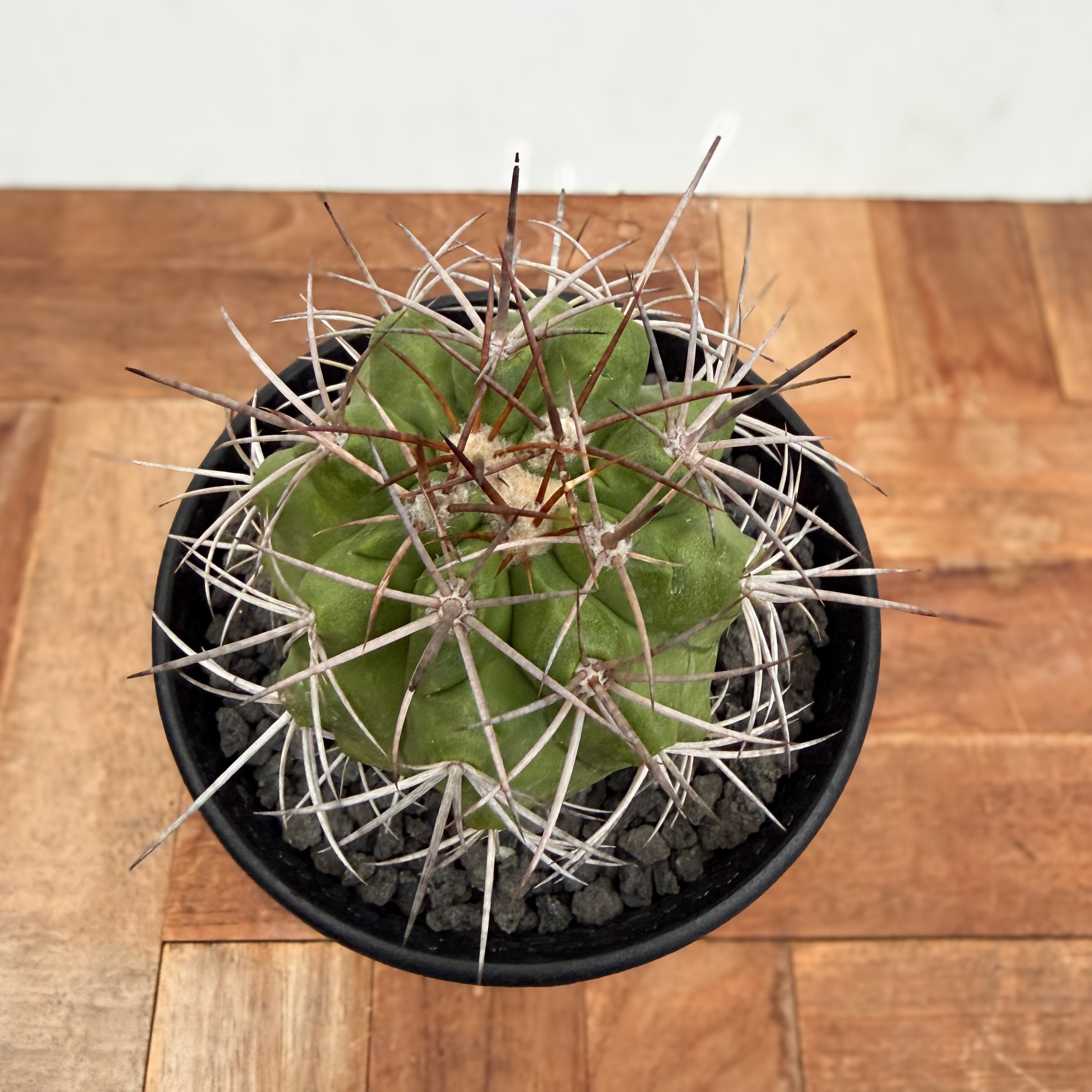 Copiapoa alticostata【コピアポア・アルチコスタータ・実生
