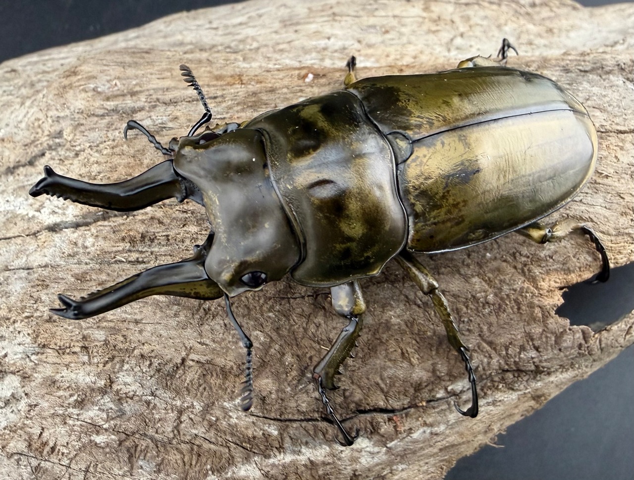 【F0】《ローゼンベルグオウゴンオニクワガタ 73mm ペア》