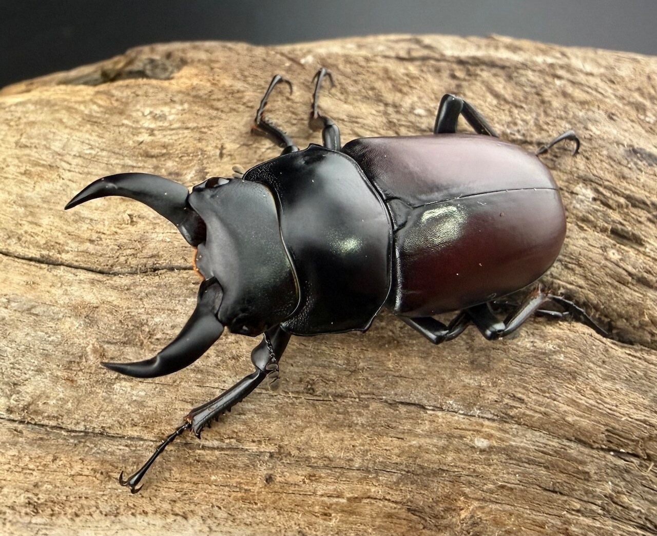 【赤ドル箱】2026 New Year HAPPY BOX（お得箱） 99,999