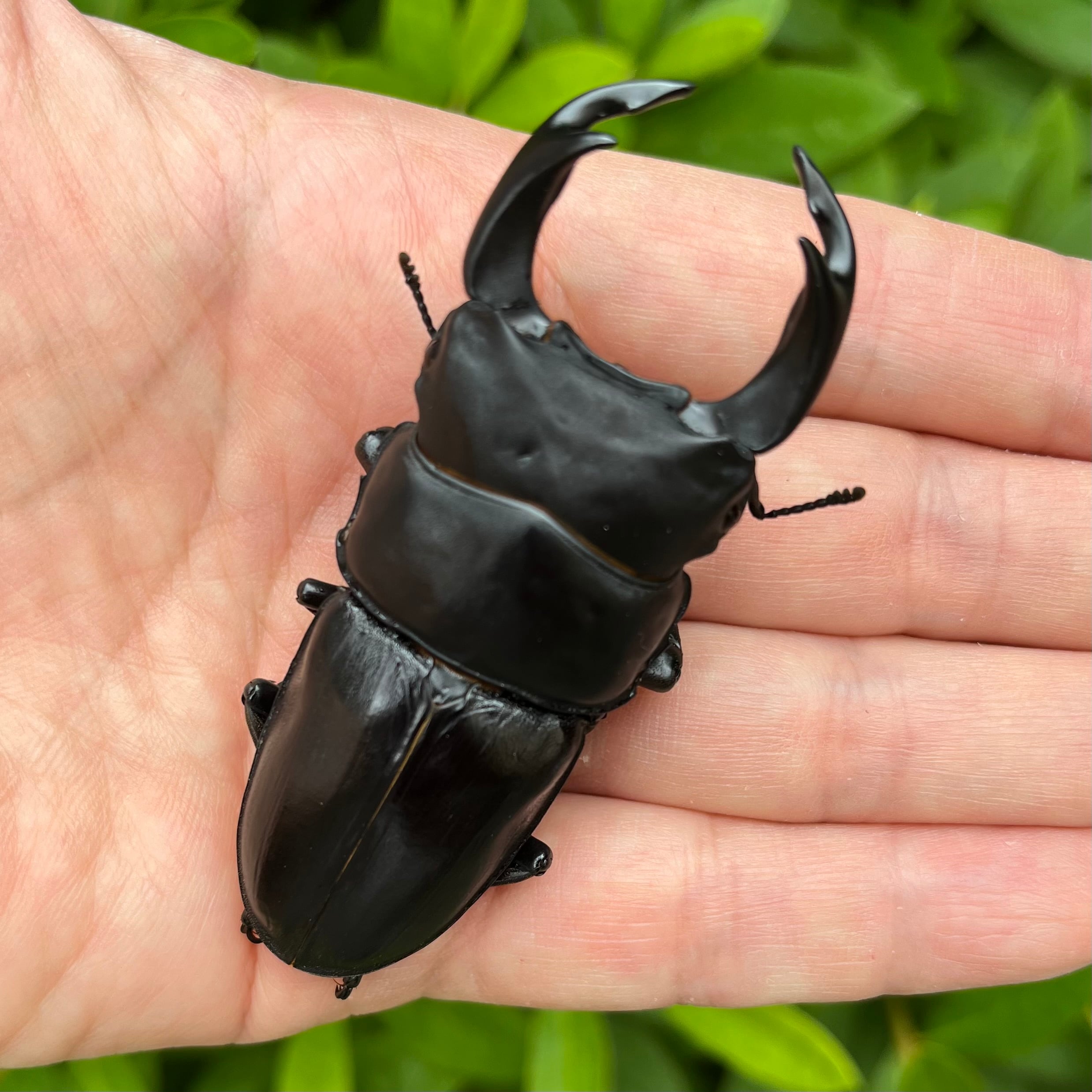 F1個体まとめて】山梨県産オオクワガタ6匹