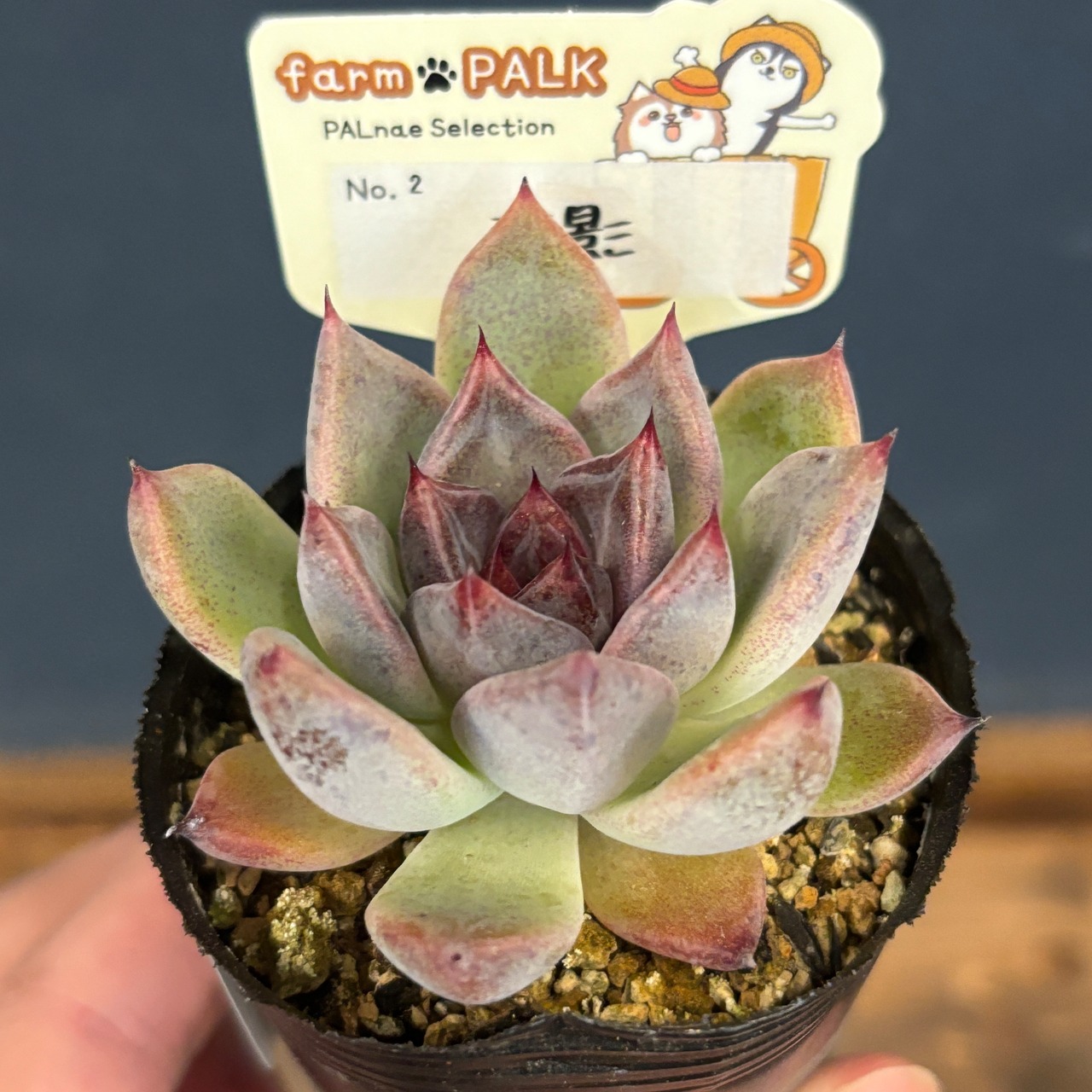farmPALKさん苗 エケベリア 吉影【633】