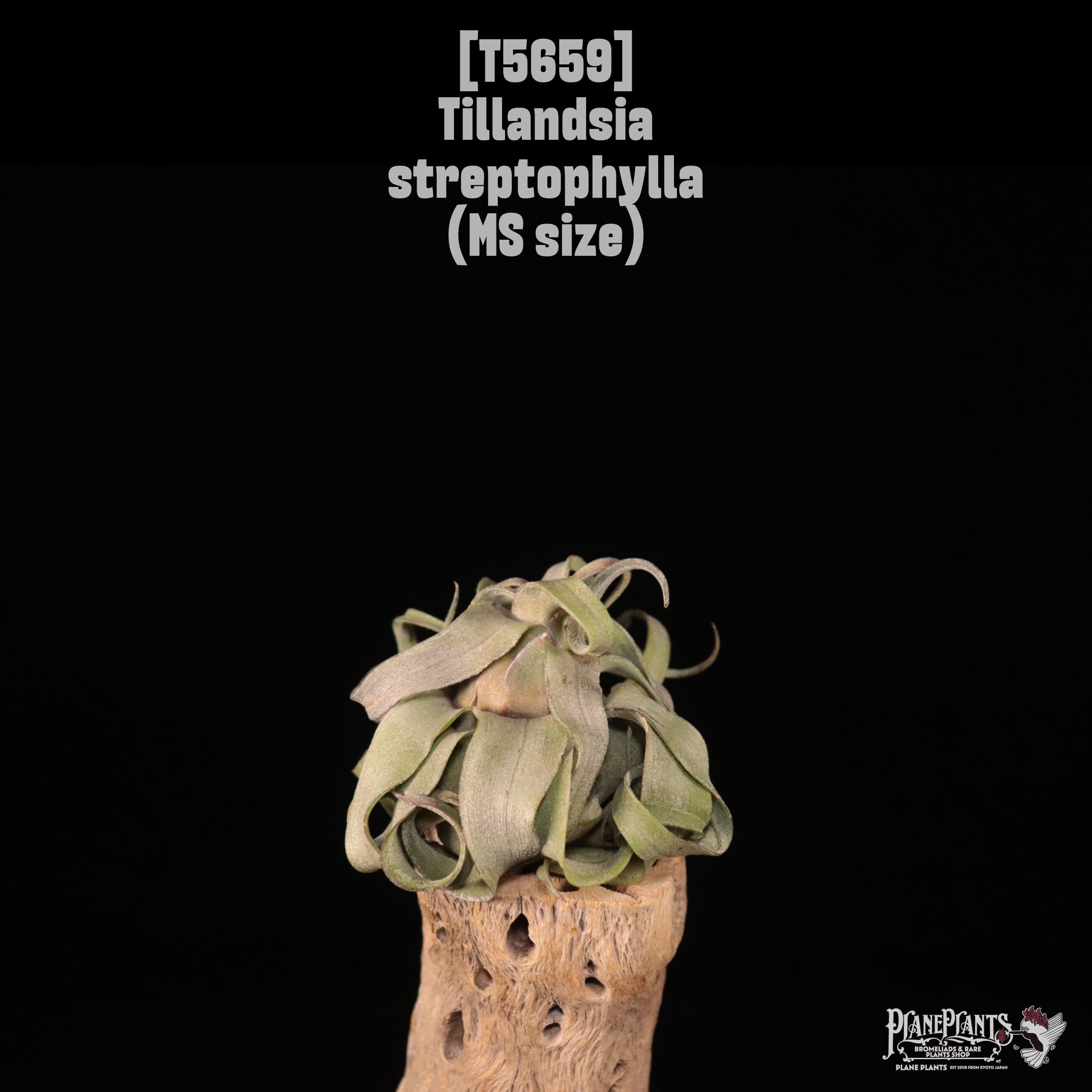 【送料無料】streptophylla MS〔エアプランツ〕現品発送T5659