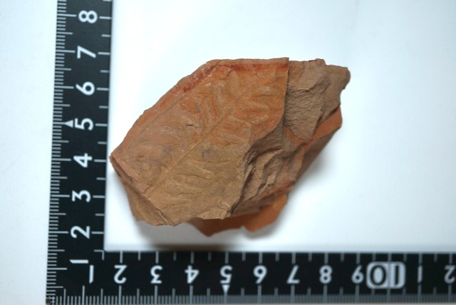 ポーランド産シダ植物化石 Lonchopteris bauri 1635