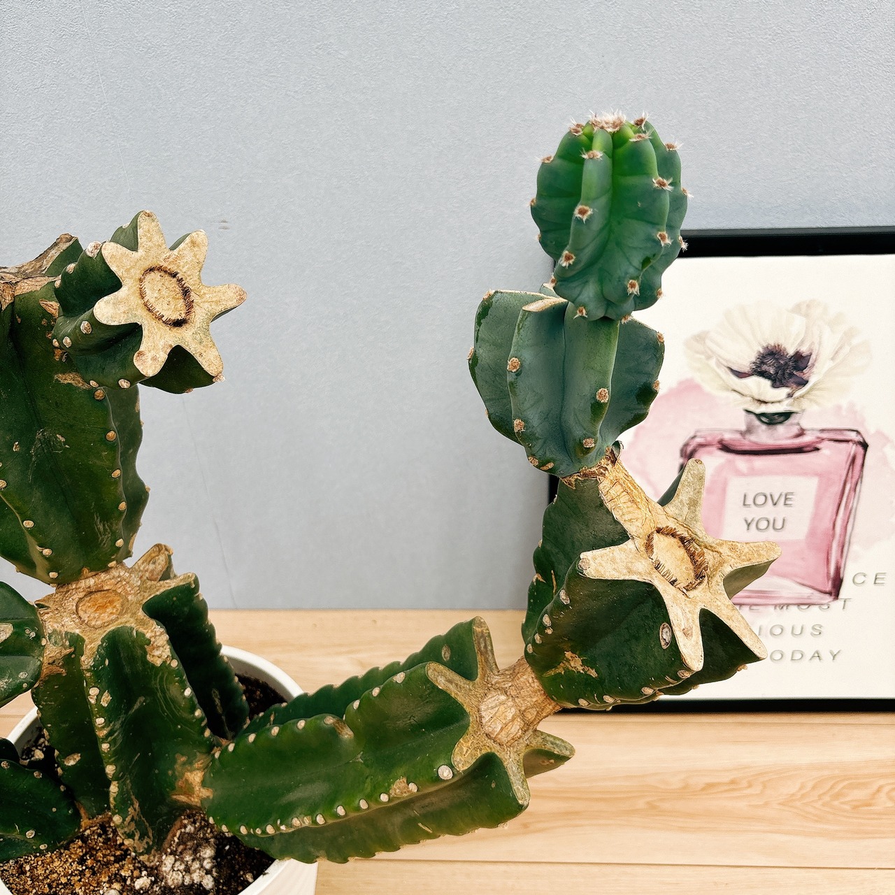 サボテン 王冠竜 8号鉢 B 微か 