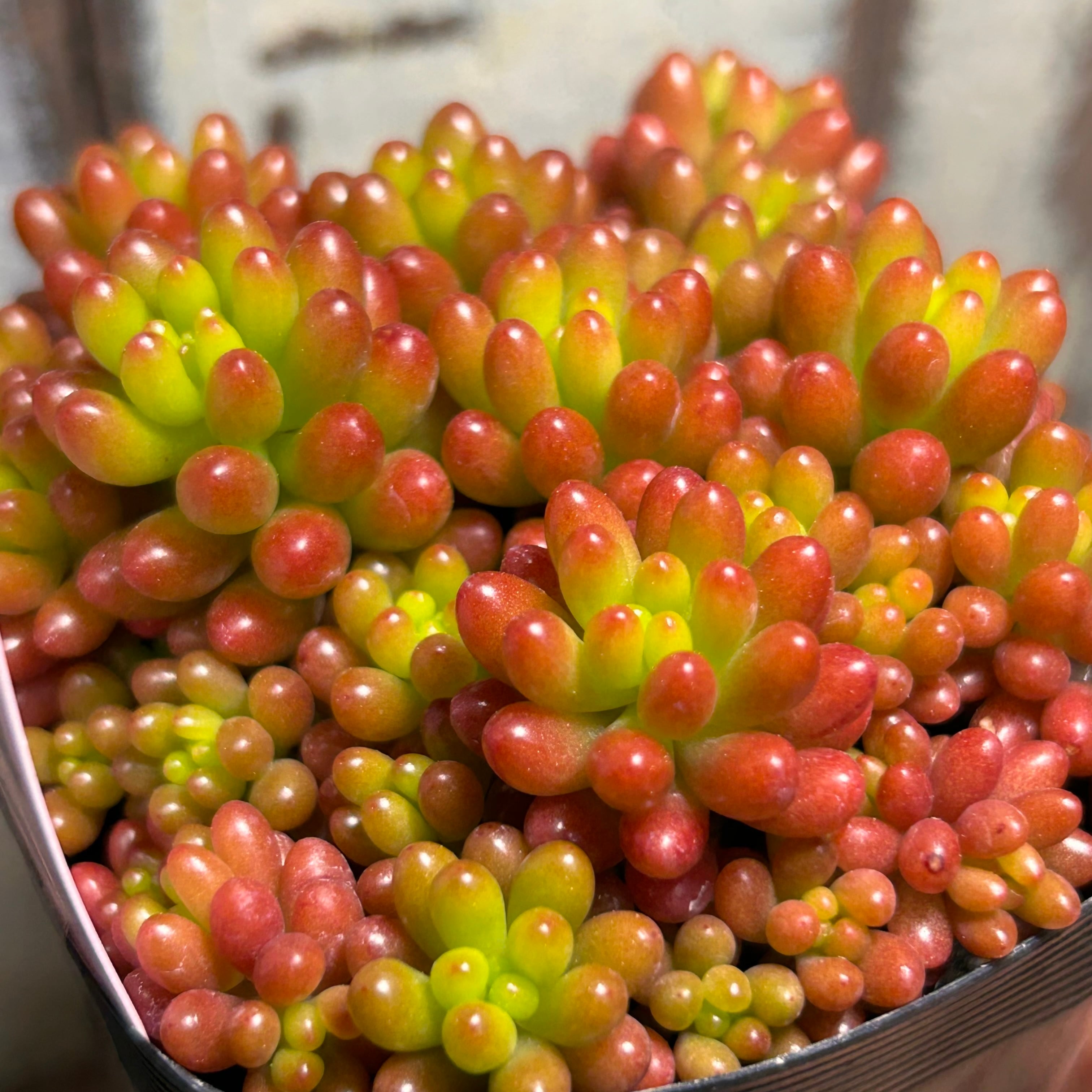 レッドベリー | RuPo 多肉植物専門店