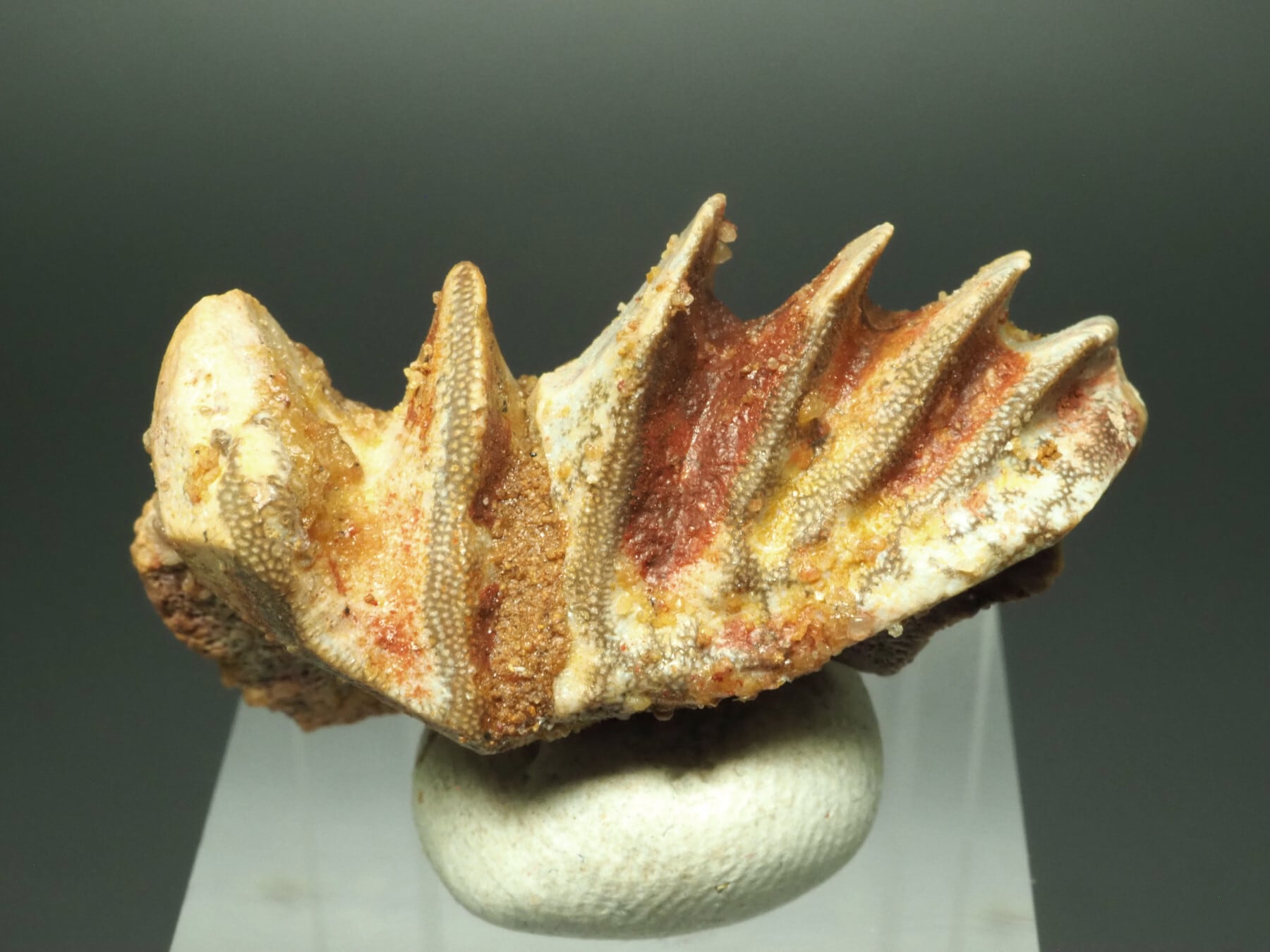 巨大！ノコギリエイの吻【Onchopristis numidus】【全長840mm