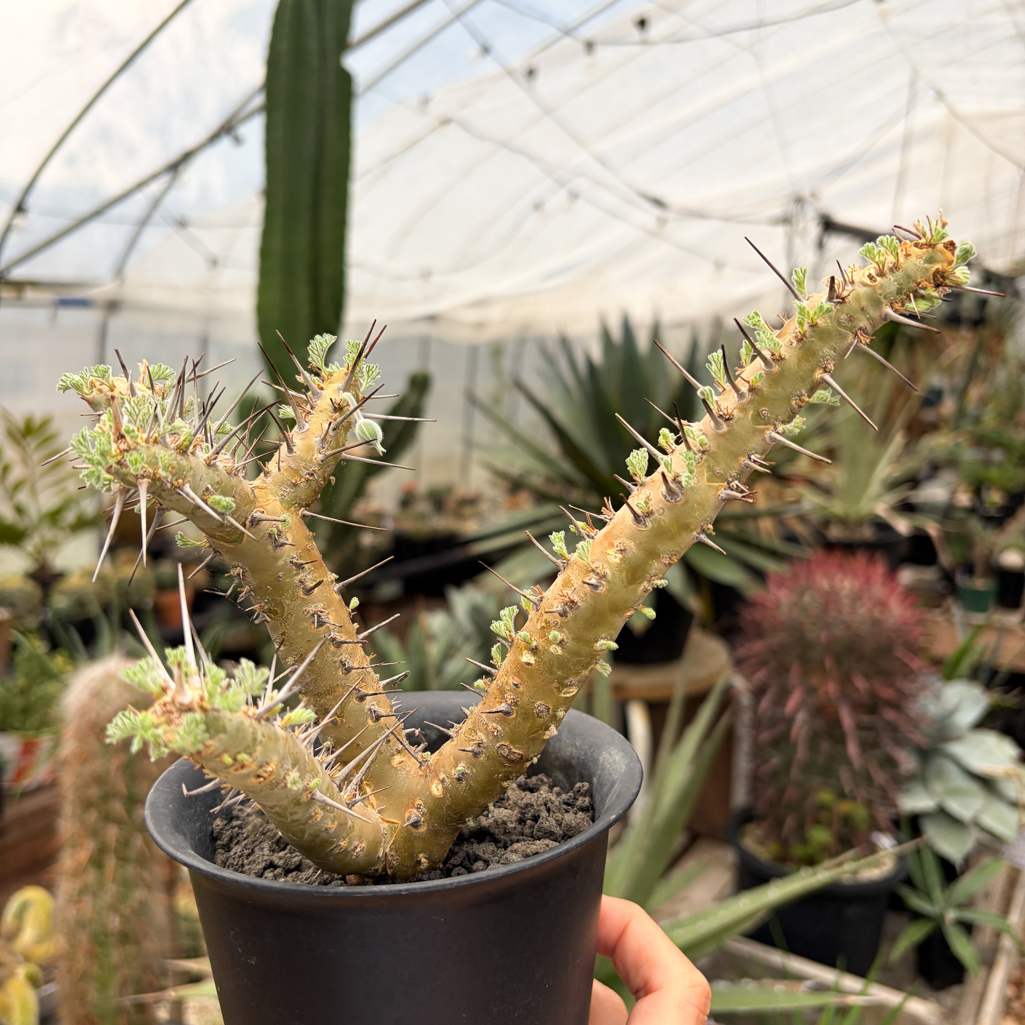 Monsonia herrei【モンソニア・ヘレー】 | RIMO'S GREEN 【Saboten