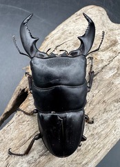 【WD】《スマトラオオヒラタ アチェ産 85.5mm ペア》