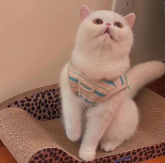 猫 犬 洋服 タンクトップ レトロ 90s 韓国風 オリジナル ペット 海外 おしゃれ 雑貨 Wanderlust Club 海外 雑貨 文具 クリエーターグッズセレクトショップ