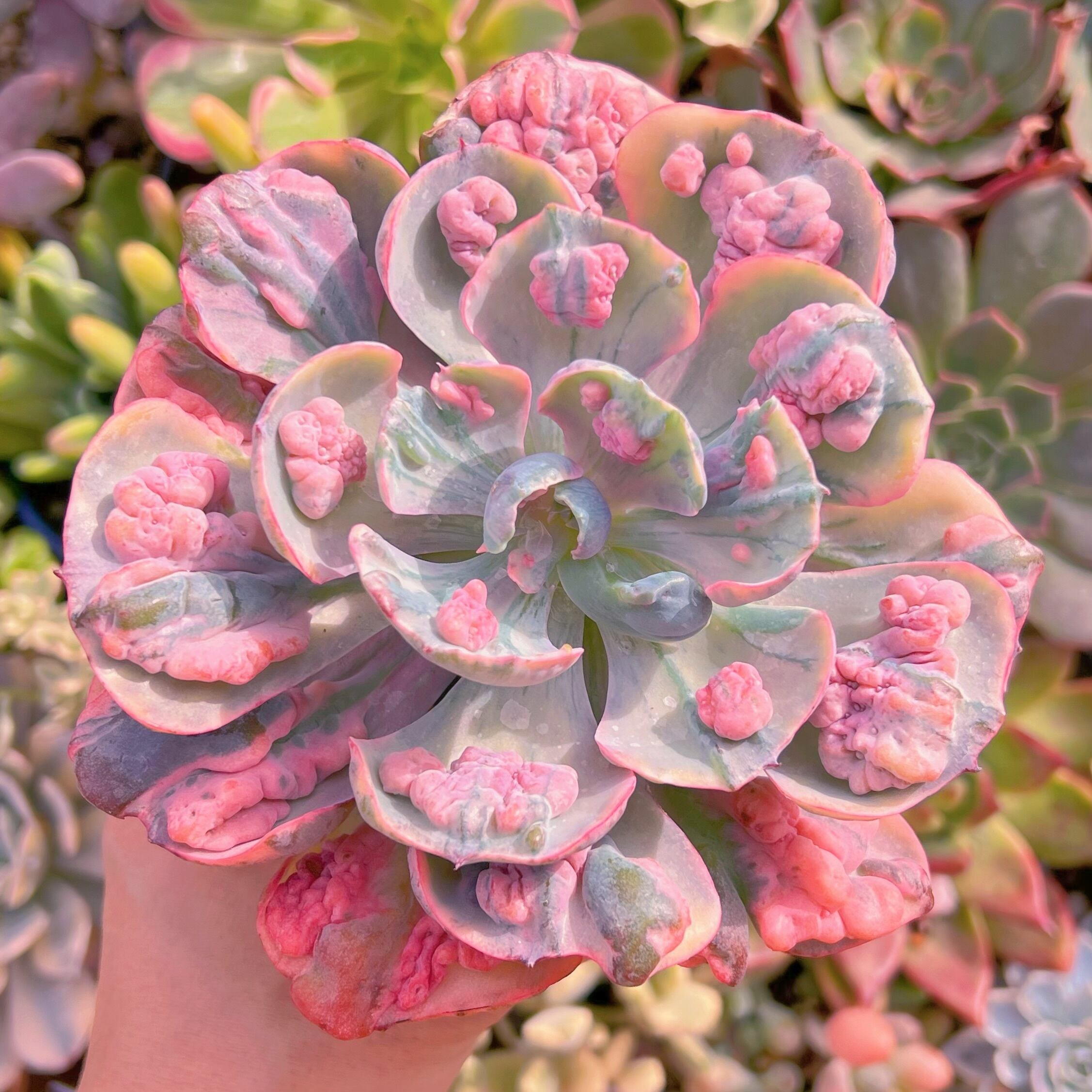 現品　ビヨンセ錦#055　るる農園