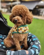【NORA DOG】予約販売　Wear Harness BoBo&ChuChu　ボボ＆チュチュ ウェアハーネス Ｐ-1006