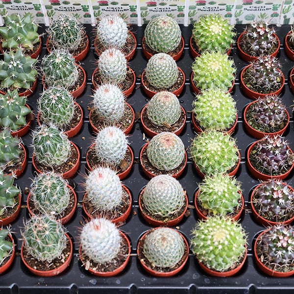 2苗セット：サボテン 多肉植物 プラグ苗 1号ポット 多年草 ミニ 人気
