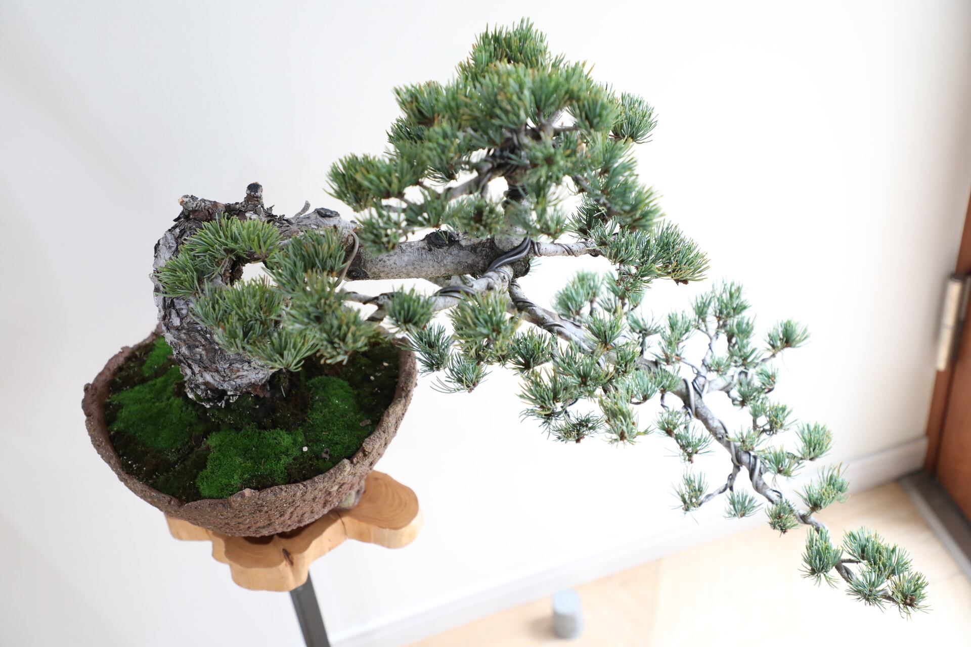M】五葉松 盆栽 ※推定樹齢45年/Japanese white pine bonsai | 【厳選