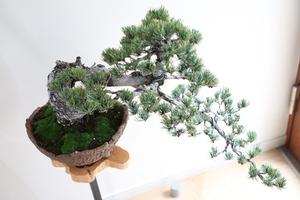 【M】五葉松 盆栽 ※推定樹齢45年/Japanese white pine bonsai