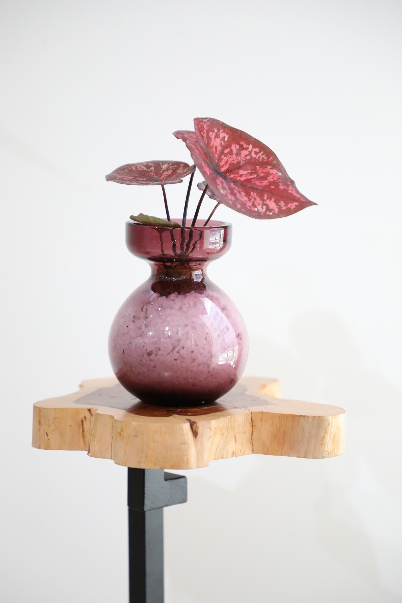 【S】カラジウム ブラックナイト/caladium　※フラワーベース付き