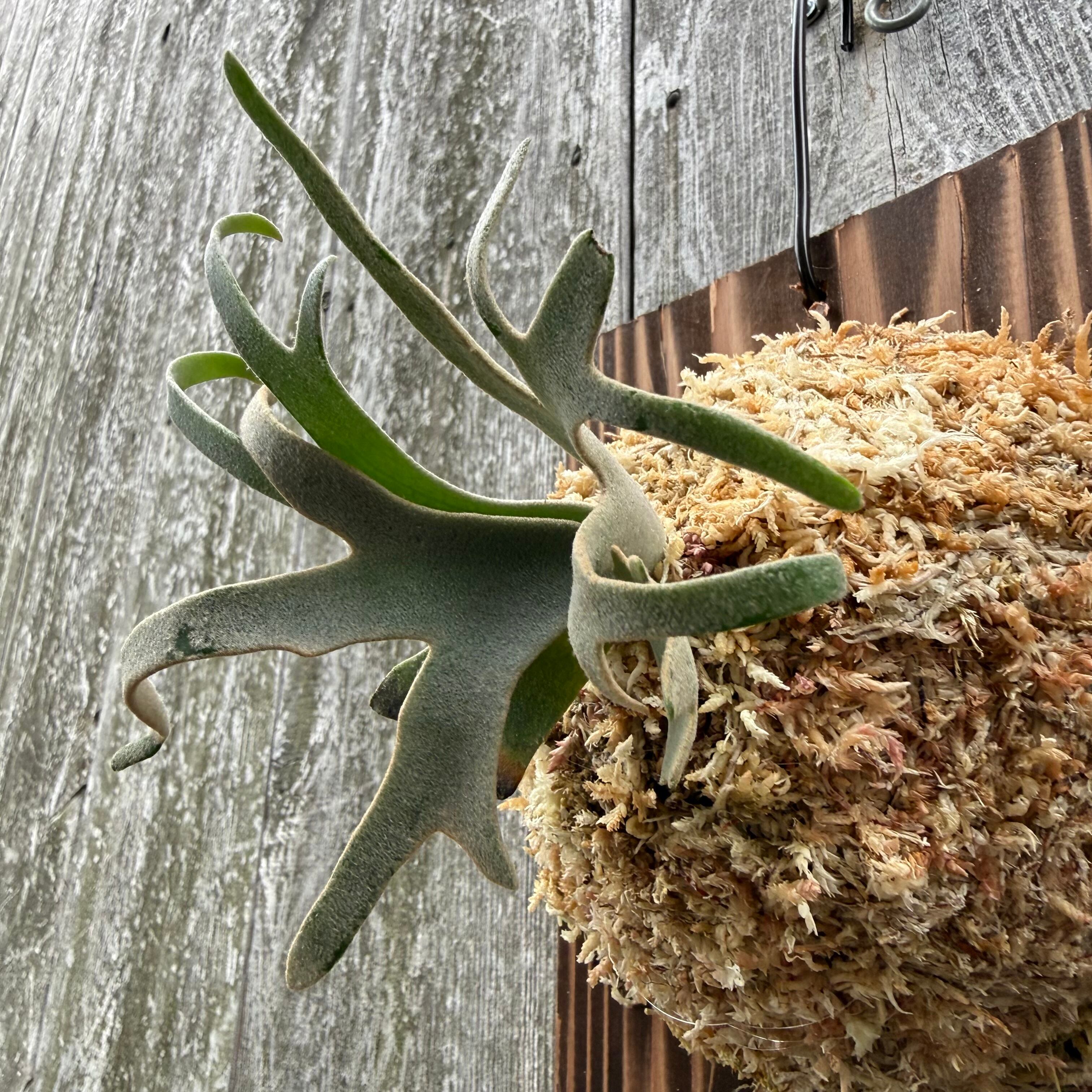 P.willinckii Totoro sporeling | naturefix