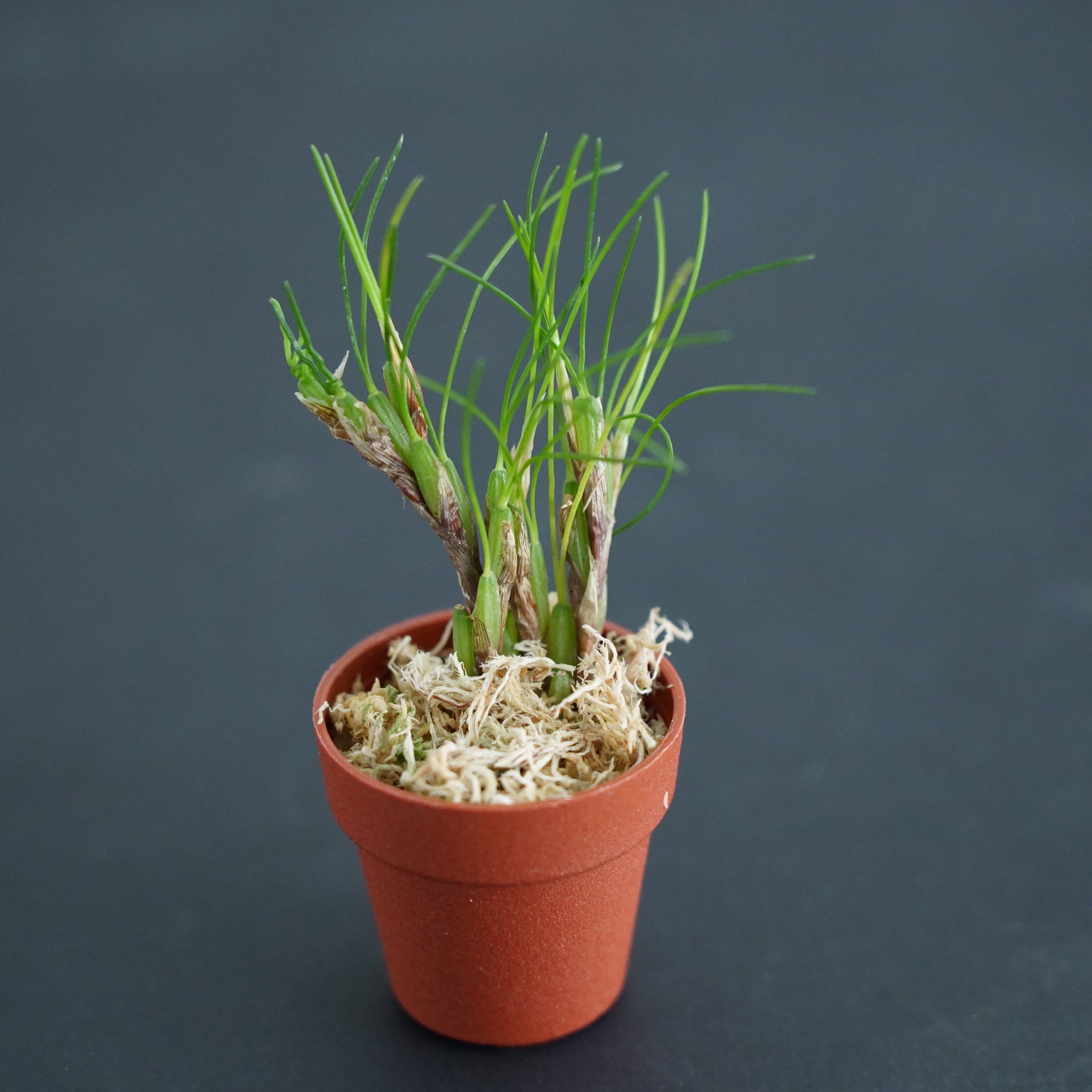 マキシラリア ネオウェディ Max.neowiedii【着生ラン】テラリウム・着