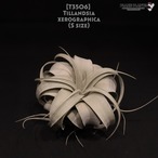 【送料無料】xerographica S〔エアプランツ〕現品発送T3506