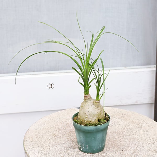 観葉植物　トックリラン　ポニーテール　マヤパーム　ノリナ　マヤツリー　尺鉢　背高 観葉植物 トックリラン ポニーテール マヤパーム ノリナ