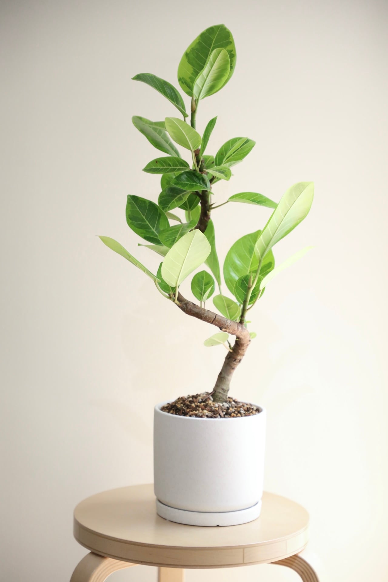 M】フィカス アルテシマ/Ficus | 【厳選植物・器】MIDORI DOUMEI 翠堂 M】フィカス アルテシマ/Ficus | 【厳選植物・器】MIDORI DOUMEI 翠堂