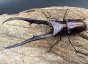 《メタリフェルホソアカ亜種フィナエ パープル系 80.5mm ペア》