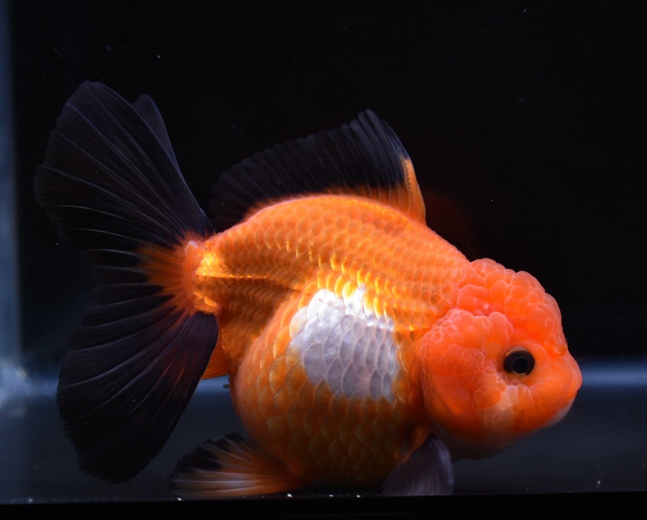 金魚専門店〉fishfarmjp1