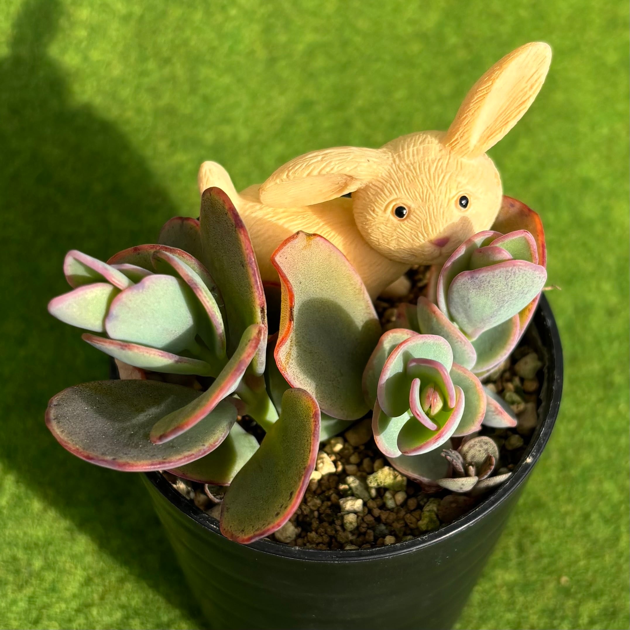 カランコエ | 多肉植物 豆彦商店