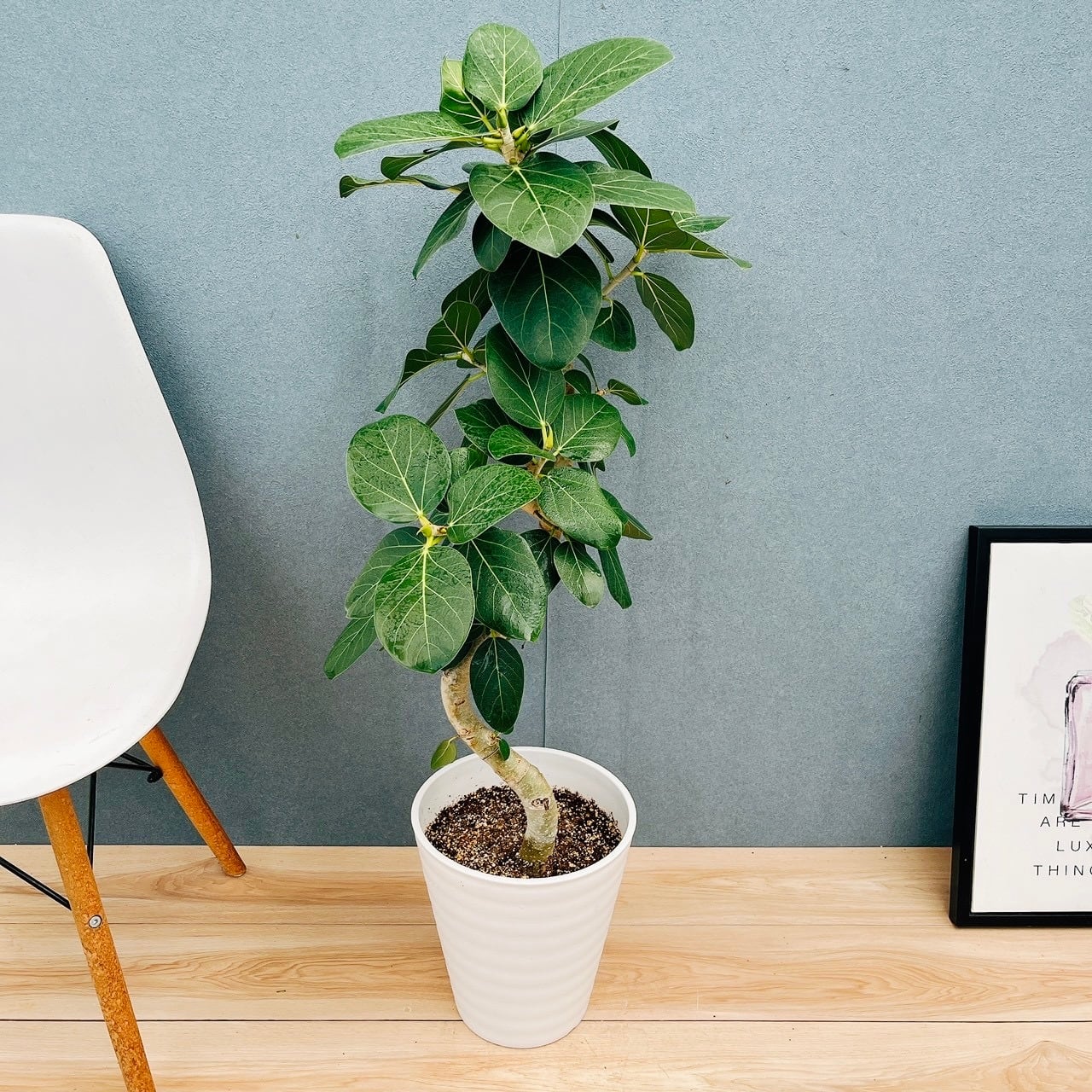 現品］84番 フィカス ベンガレンシス 曲がり 8号 観葉植物 室内 大型