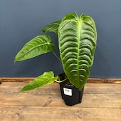 アンスリウム ベイチー【328】