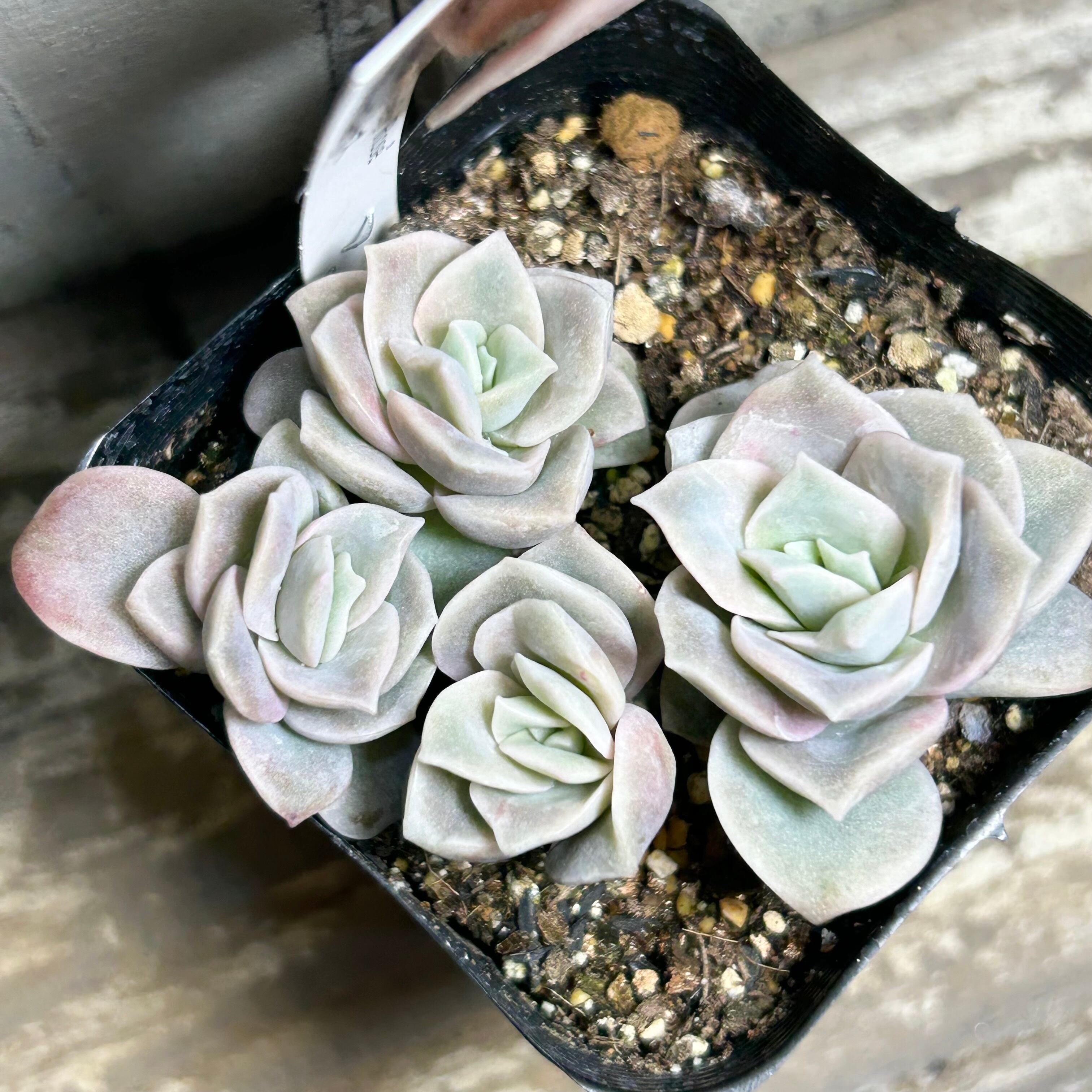 ワイルドコロラータ | RuPo 多肉植物専門店