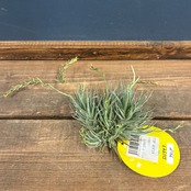 チランジア　ロリアセア クランプ【146】