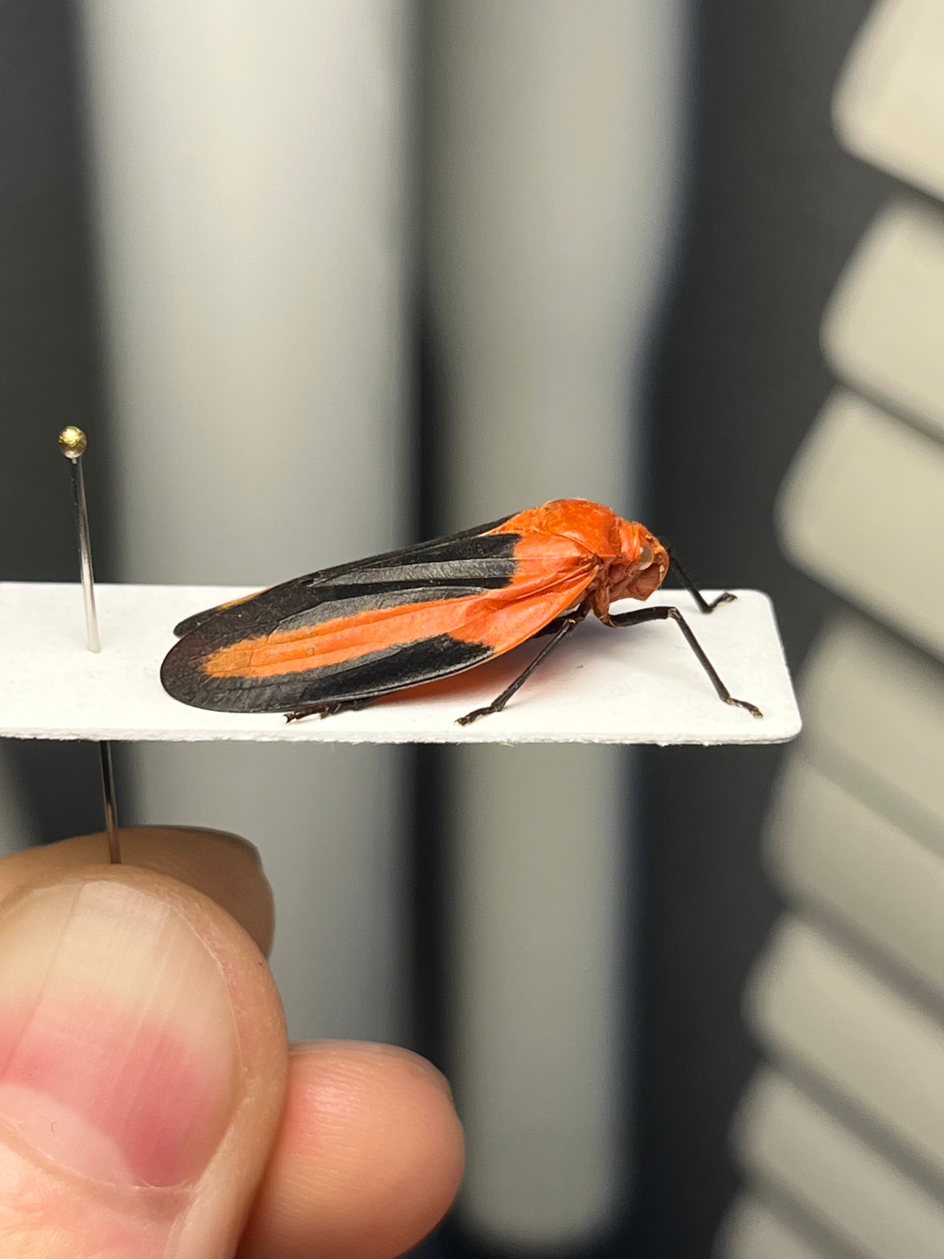 ペルーのコガシラアワフキムシの一種 標本 コガシラアワフキ ツノゼミ ペルーのコガシラアワフキムシの一種 標本 コガシラアワフキ ツノゼミ