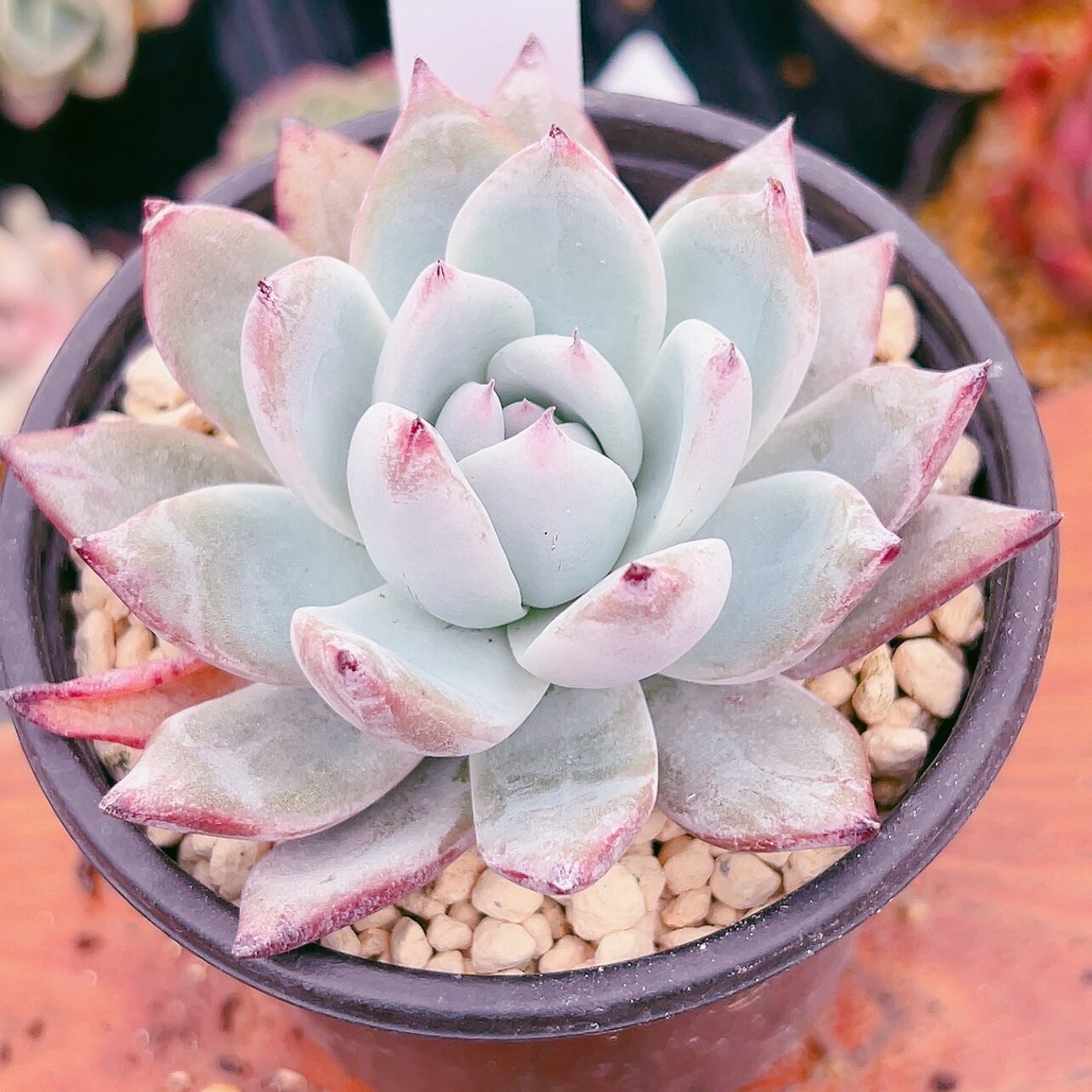 専用ページ 新入荷‼️多肉植物 ブラックサバス 韓国苗 美苗 #756 | Pay ID