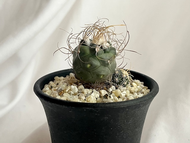 Turbinicarpus pseudomacrochele　ツルビニカルプス　長城丸　サボテン